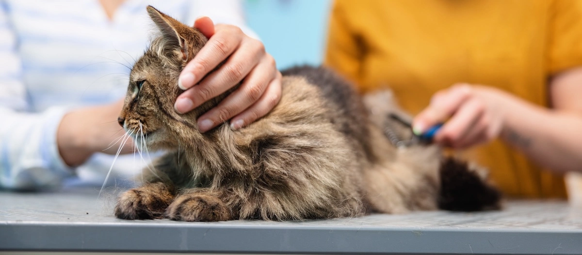 Fluffy braune Tabby-Katze wird sanft gebürstet und gestreichelt auf einem Tisch