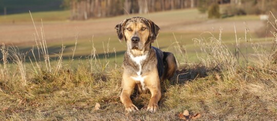 Großer brauner Hund mit kurzem Fell liegt auf trockenem Gras in ländlicher Umgebung bei Sonnenlicht
