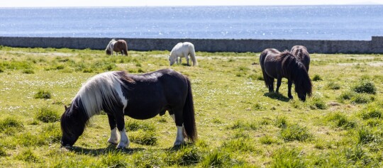 Ponys grasen auf einer grünen Wiese an der Küste mit Blick auf das blaue Meer und einen Steinwall