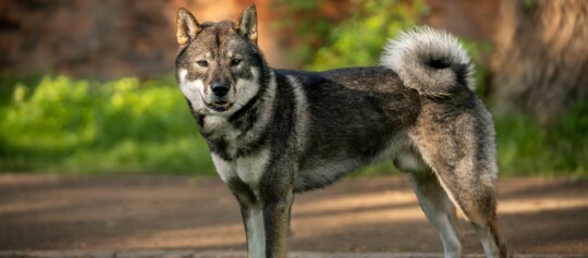 Nahaufnahme eines Shikoku-Hundes mit dichtem Fell, der auf einem Waldweg steht