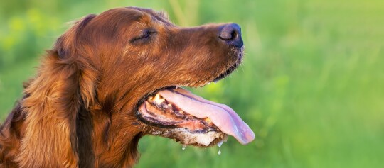 Nahaufnahme eines braunen Irish Setter Hundes, der mit herausgestreckter Zunge im grünen Freien hechelt