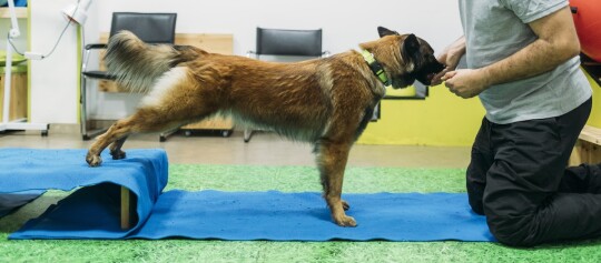 Großer brauner Hund macht Dehnungsübung auf blauer Matte mit Hilfe eines Menschen in einem Trainingsraum