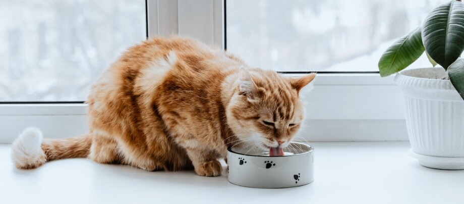 Rote Katze sitzt auf Fensterbank und trinkt.