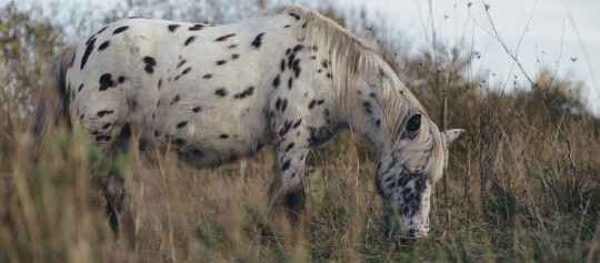 Weißes geschecktes Pferd mit schwarzen Flecken, das auf einer herbstlichen Wiese grast