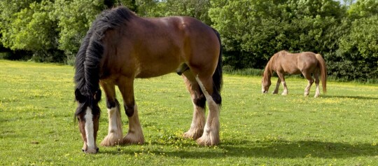 Zwei Pferde grasen auf einer grünen Wiese mit gelben Blumen vor einem Hintergrund aus Bäumen.