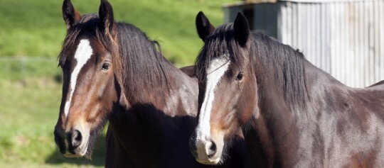 Zwei braune Pferde mit weißen Gesichtsflecken stehen nebeneinander auf einer grünen Weide an einem sonnigen Tag.
