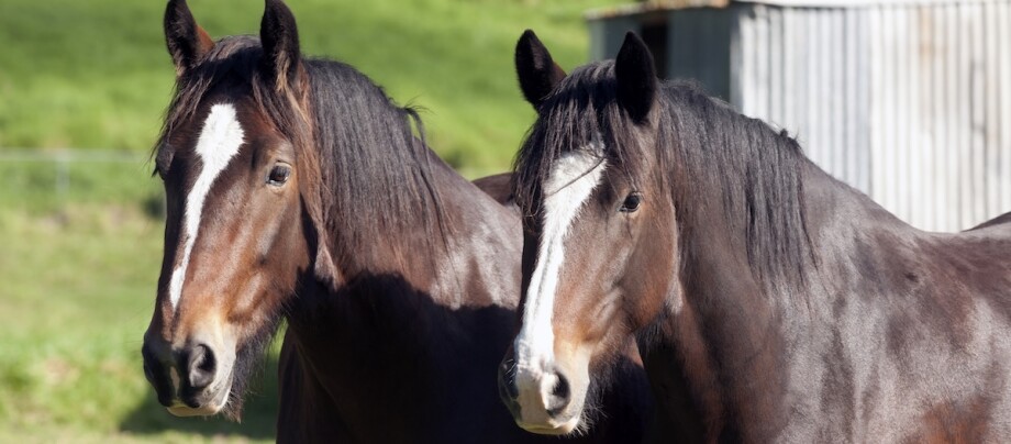 Shire Horse Pferde auf einem Feld.