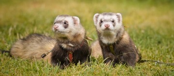 Zwei Frettchen mit Geschirren sitzen auf grünem Gras im Freien an einem sonnigen Tag