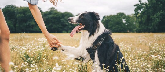 Glücklicher Border-Collie-Hund gibt Pfote in blühender Wiese, Mensch-Hund-Interaktion im Freien