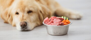 Nahaufnahme eines Edelstahlnapfs mit rohem Fleisch, Karotten und Gurken, daneben liegt ein ruhiger Golden Retriever auf hellem Holzboden.