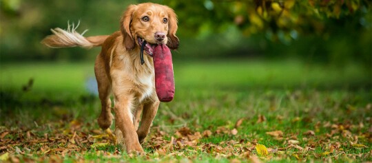 Golden Retriever Hund läuft im Herbstlaub mit rotem Trainingsdummy im Maul im Park