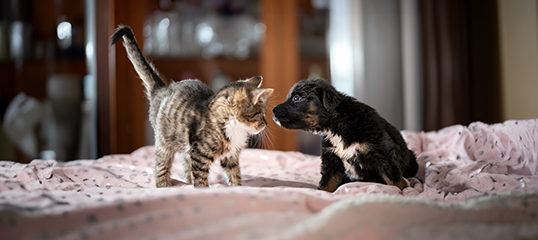 INT_KW49_LittleFriends_SG_Onsite Promo-Teaser 538 x 240 Vollflaechiges Moodbild Niedliches Kätzchen und schwarzer Welpe, die sich auf einem gemütlichen Bett in einem warmen Zuhause gegenüberstehen.