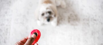 Hand houdt rode clicker voor hondentraining vast, kleine witte hond kijkt aandachtig