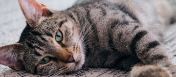 Nahaufnahme einer entspannten getigerten Katze mit grünen Augen, die auf einem Teppich liegt