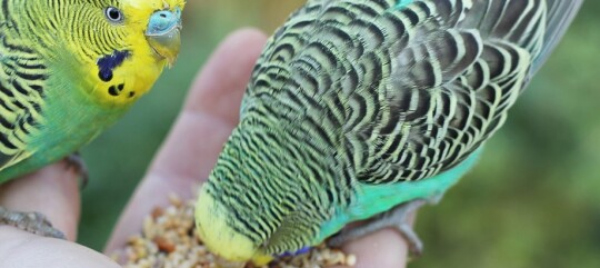 Zwei bunte Wellensittiche fressen Samen aus der Hand eines Menschen, Nahaufnahme von Haustieren und Vogelpflege.