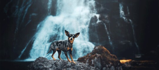 Kleiner Chihuahua mit schwarzem und braunem Fell steht auf einem Felsen vor einem beeindruckenden Wasserfall in der Natur