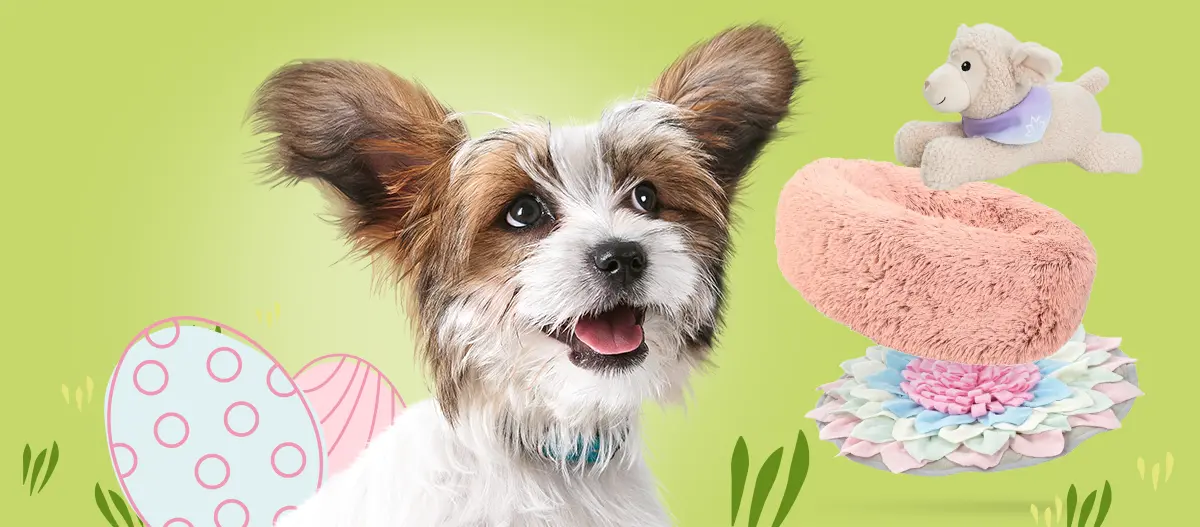 Glücklicher kleiner Hund mit flauschigem Fell vor grünem Hintergrund mit Ostereiern, umgeben von weichem rosa Hundespielzeug, bunter Blumenmatte und einem kleinen Plüschlamm.