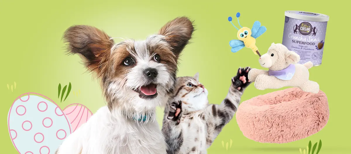 Glücklicher kleiner Hund und verspielte Katze mit Schmetterlingsspielzeug, rosa Kuschelbett, Plüschlamm und Kitty Cuisine Crunchy Snack Superfood Katzenleckerlis vor grünem Hintergrund mit Ostereiern.