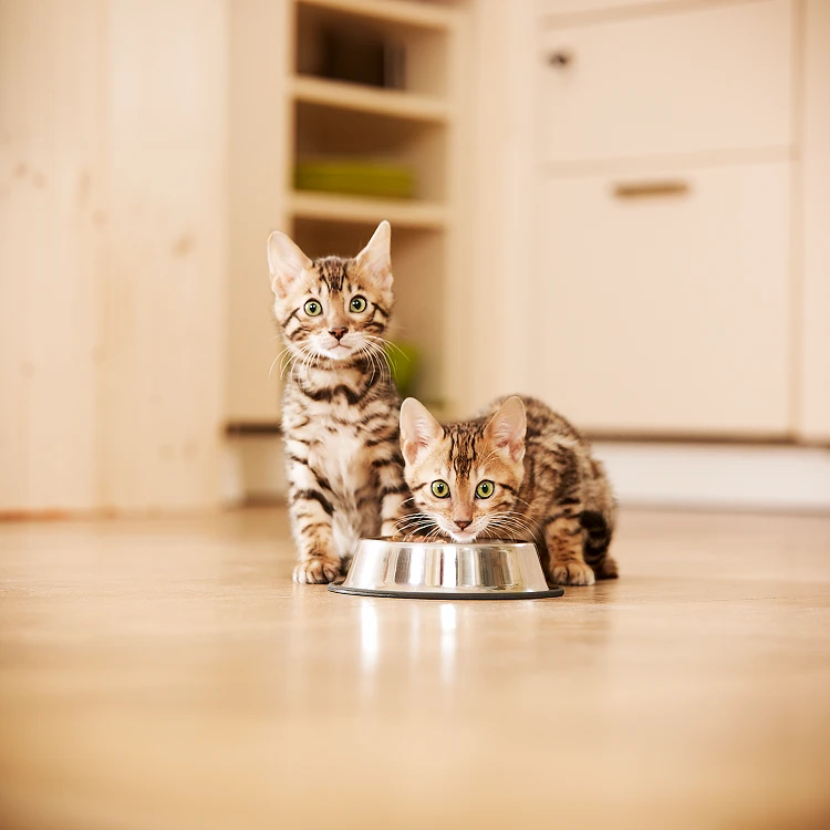 Two cute Bengal kittens on a wooden floor in a kitchen, one drinking from a metal bowl, the other looking curiously at the camera.