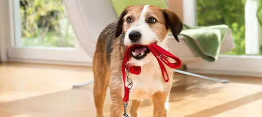 Hund mit Leine im Maul