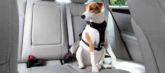 Hund im Auto auf der Rückbank