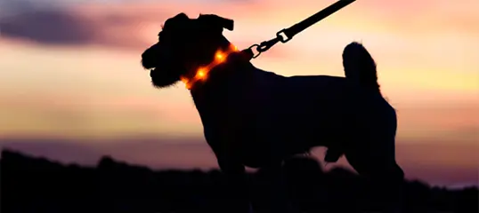 Kleiner Hund am Abend mit Leuchthalsband