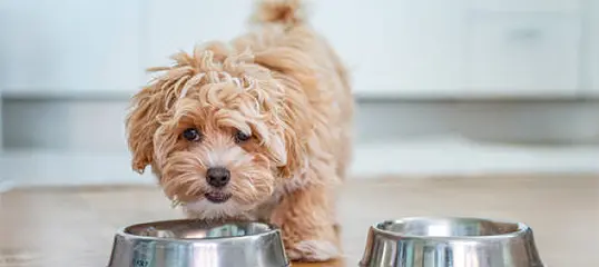 Kleiner Hund steht vor Futternapf