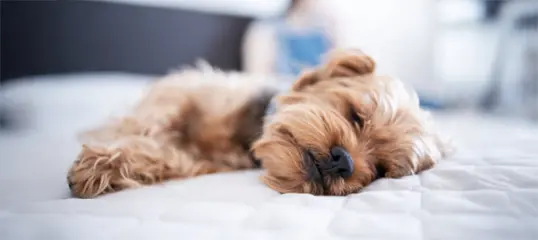 Hund liegt auf Decke