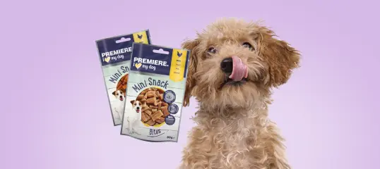 Kleiner Hund mit Snacks