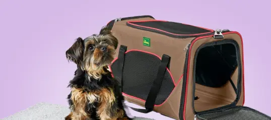 Kleiner Hund mit Tragetasche