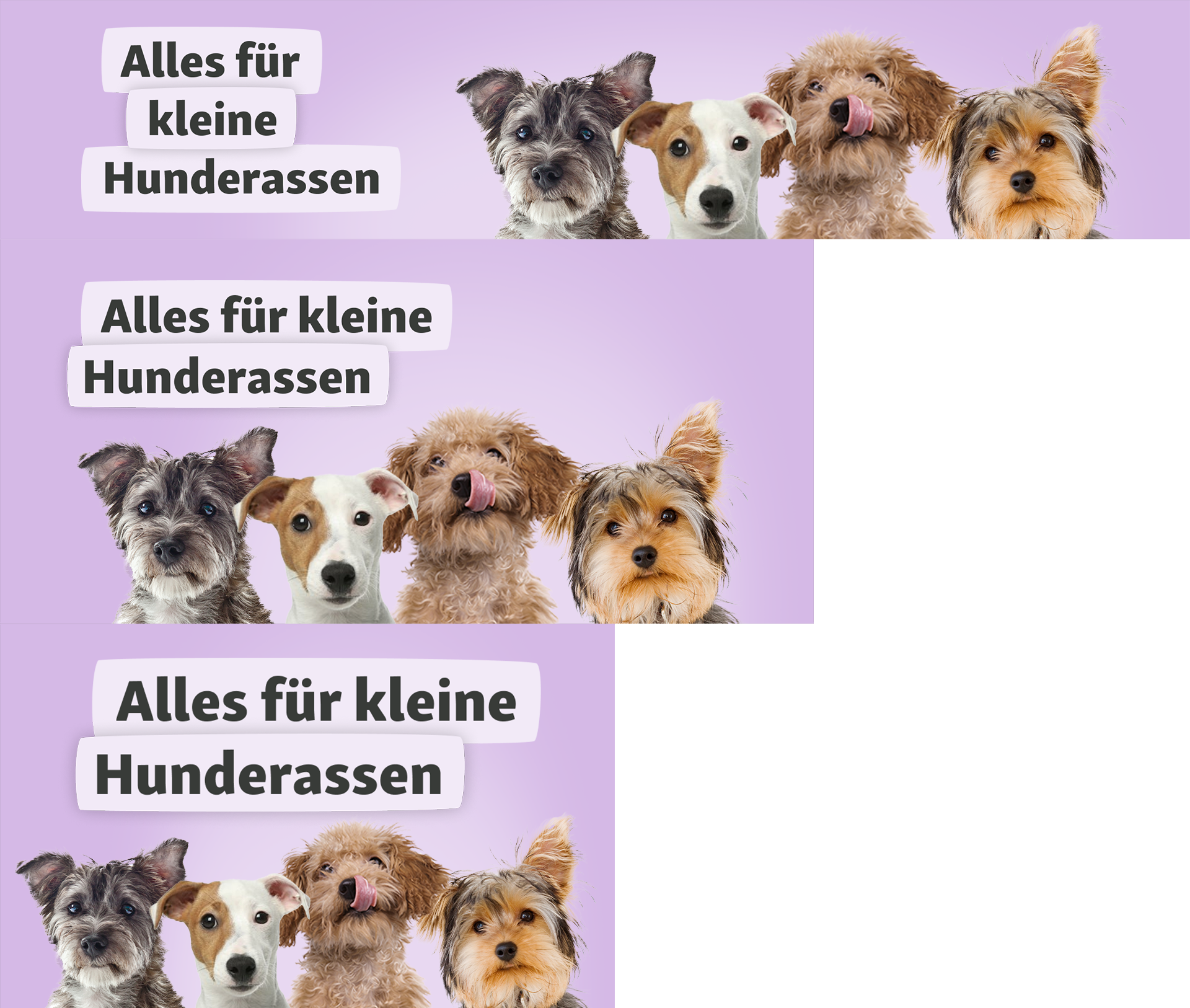 Teaser-sprite-littledog Alles für kleine Hunde