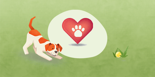 Verspielter Hund mit weiß-orangefarbenem Fell auf grünem Gras, der auf einen Tennisball schaut, mit einem Herz und Pfotenabdruck im Sprechblasen-Symbol.