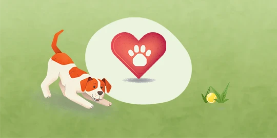 Chien joueur blanc et orange sur herbe verte regardant une balle de tennis, avec un cœur et une empreinte de patte dans une bulle de dialogue.