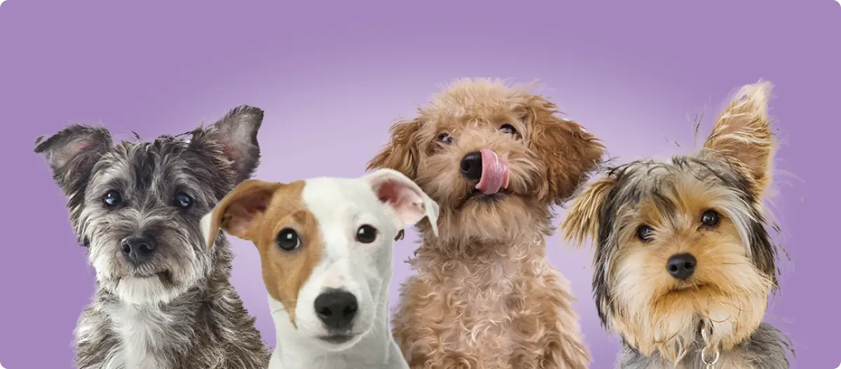 Kleine Hunde schauen in die Kamera
