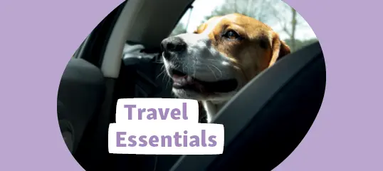 Travel Essentials for your Dogs Safety