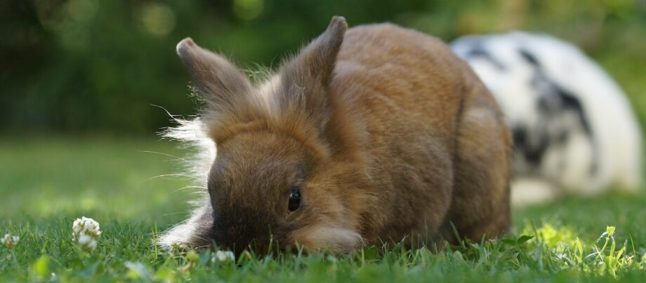 Löwenkopfkaninchen auf einer Wiese Löwenkopfkaninchen sitzt auf einer Wiese und frisst Gras