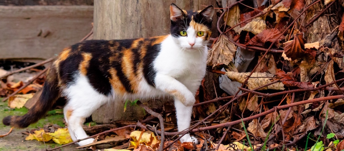 Eine dreifarbige Glückskatze steht mit erhobener Pfote im Herbstlaub. Eine dreifarbige Glückskatze steht mit erhobener Pfote im Herbstlaub.