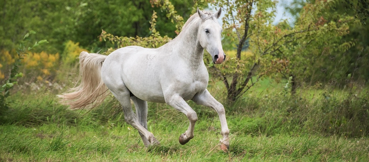 Ein weißer Lipizzaner galoppiert über eine Wiese
