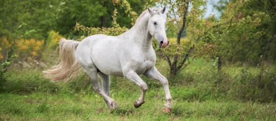 Ein weißer Lipizzaner galoppiert über eine Wiese
