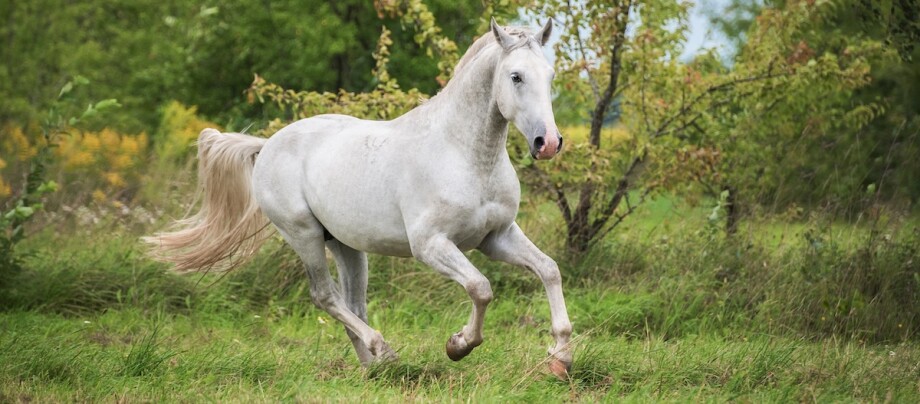 Ein weißer Lipizzaner galoppiert über eine Wiese Ein weißer Lipizzaner galoppiert über eine Wiese