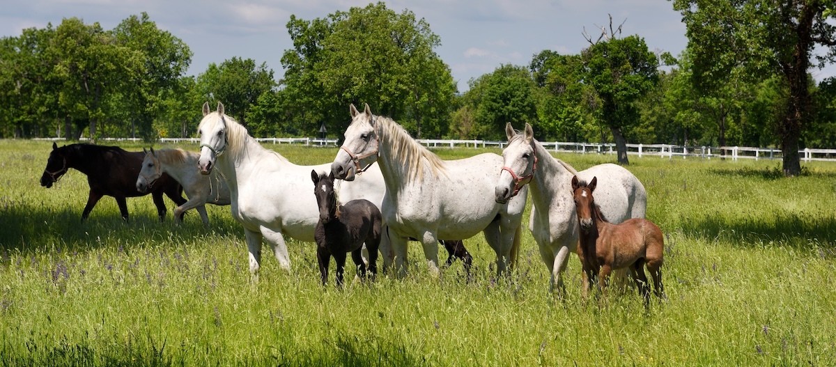 Weiße Lipizzaner-Stuten stehen mit Fohlen auf der Weide. Weiße Lipizzaner-Stuten stehen mit Fohlen auf der Weide.
