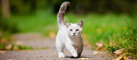 Eine weiße Munchkin-Katze läuft mit erhobenem Schwanz über einen Weg