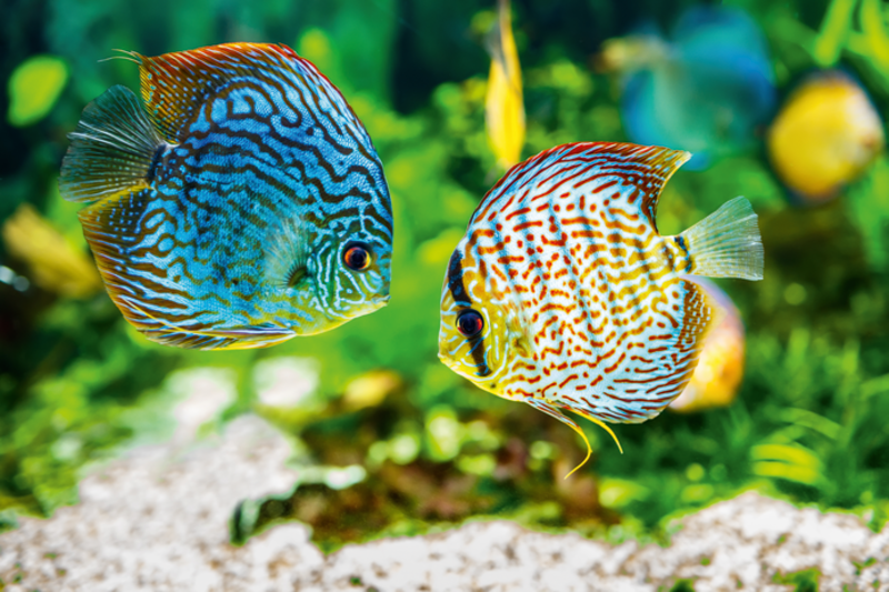 Fotolia_53319519_X_OS__800x800px_72dpi_RGB