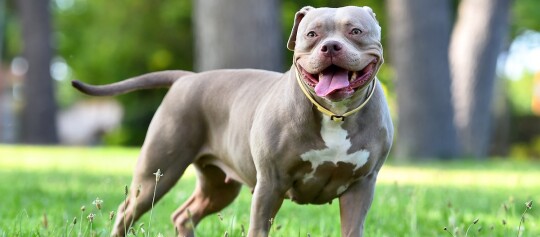 American Bully