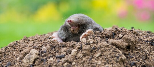 Ein Maulwurf schaut aus seinem Erdhügel