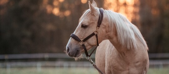 Ein Palomino Quarter Horse mit Halfter steht auf der Koppel und schaut zur Seite.