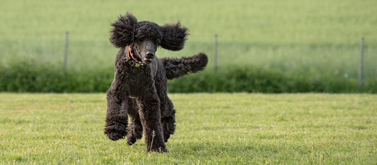 Pudel, Königspudel oder Großpudel. Lustiger Hund auf einer Wiese.