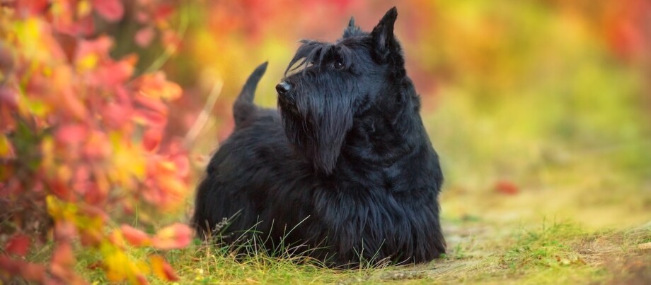 Ein klassisch schwarzer Scotch Terrier freut sich auf neue Abenteuer im Freien.