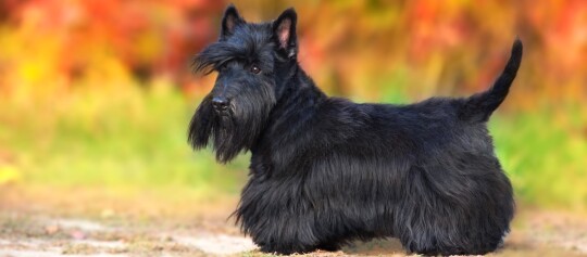 Die meisten Scottish Terrier haben ein schwarzes Fell.