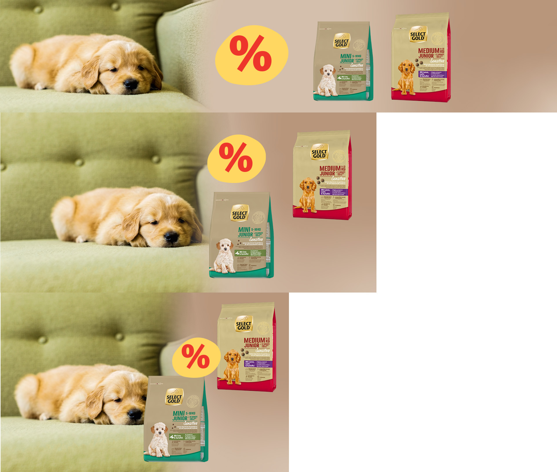 Responsive -SGDDF - Junior Dogs
